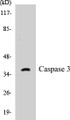 Western blot analysis of extracts from NIH-3T3 cells, treated with Etoposide 25uM 24h, using Caspase 3 (Ab-150) Antibody. 