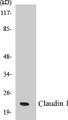 Western blot analysis of extracts from HeLa cells, using Claudin 1 Antibody. 