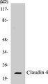 Western blot analysis of extracts from HeLa cells, using Claudin 4 Antibody. 