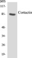 Western blot analysis of extracts from HeLa cells, treated with H2O2, using Cortactin (Ab-421) Antibody. 