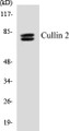 Western blot analysis of extracts from LOVO cells, using Cullin 2 Antibody. 