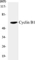 Western blot analysis of extracts from K562 cells, treated with serum 10% 15', using Cyclin B1 (Ab-126) Antibody. 