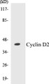 Western blot analysis of extracts from 293 cells, using Cyclin D2 (Ab-280) Antibody.