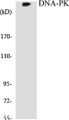 Western blot analysis of extracts from HeLa cells, using DNA-PK Antibody. 