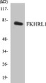 Western blot analysis of extracts from COLO205 cells, treated with serum, using FKHRL1 (Ab-253) Antibody. 
