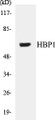 Western blot analysis of extracts from COS7 cells, using HBP1 Antibody. 
