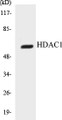 Western blot analysis of extracts from NIH-3T3 cells, using HDAC1 (Ab-421) Antibody. 