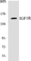 Western blot analysis of extracts from 293 cells, treated with Insulin, using IGF1R (Ab-1161) Antibody. 
