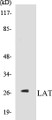 Western blot analysis of extracts from NIH-3T3 cells, using LAT (Ab-191) Antibody. 