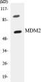 Western blot analysis of extracts from COS7 cells, using MDM2 (Ab-166) Antibody. 