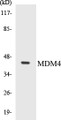 Western blot analysis of extracts from rat muscle cells, using MDM4 (Ab-367) Antibody. 