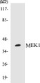 Western blot analysis of extracts from HuvEc cells, using MEK1 (Ab-298) Antibody. 
