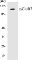 Western blot analysis of the lysates from HUVECcells using GRM7 antibody.