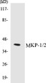 Western blot analysis of extracts from Jurkat cells, using MKP-1/2 (Ab-296/318) Antibody. 