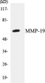 Western blot analysis of extracts from HuvEc cells, using MMP-19 Antibody. 