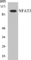 Western blot analysis of extracts from 293 cells, using NFAT3 (Ab-676) Antibody. 