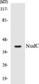 Western blot analysis of extracts from rat brain cells, using NudC (Ab-326) Antibody. 