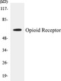 Western blot analysis of extracts from 293 cells, treated with EGF 200ng/ml 30', using Opioid Receptor (Ab-375) Antibody. 