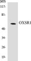 Western blot analysis of extracts from HepG2 cells treated with serum 20% 15', using OSR1 (Phospho-Thr185) Antibody.