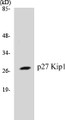 Western blot analysis of extracts from A2780 cells, using p27 Kip1 (Ab-10) Antibody. 