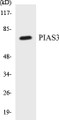 Western blot analysis of extracts from 293 cells, treated with UV 5', using PIAS3 Antibody. 