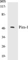 Western blot analysis of extracts from Jurkat cells, using Pim-1 (Ab-309) Antibody. 