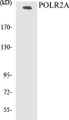 Western blot analysis of extracts from COS7 cells, treated with EGF 200ng/ml 30', using POLR2A (Ab-1619) Antibody. 