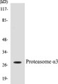 Western blot analysis of the lysates from HT-29 cells using PRS6A antibody.