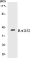 Western blot analysis of extracts from 293 cells, using RAD52 (Ab-104) Antibody. 