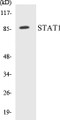 Western blot analysis of extracts from 293/3T3/Jurkat, using STAT1 (Ab-727) Antibody. 