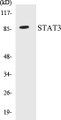 Western blot analysis of extracts from HeLa/HT-29 cells, using STAT3 (Ab-727) Antibody. 