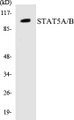 Western blot analysis of extracts from HepG2/K562/COLO cells, using STAT5A (Ab-694) Antibody. 