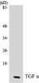 Western blot analysis of extracts from COS7 cells, using TGF alpha Antibody. 