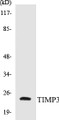 Western blot analysis of the lysates from HepG2 cells using TIMP3 antibody.