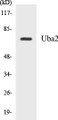 Western blot analysis of extracts from 293 cells, treated with UV 5', using Uba2 Antibody. 