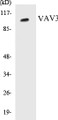 Western blot analysis of the lysates from HepG2 cells using VAV3 antibody.