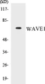 Western blot analysis of extracts from 293 cells, treated with insulin 0.01U/ml 15', using WAVE1 (Ab-125) Antibody. 
