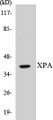 Western blot analysis of extracts from COLO205 cells, using XPA Antibody. 