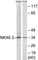 Western blot analysis of extracts from K562/COS7 cells, using NKX6.3 Antibody.