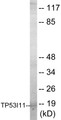Western blot analysis of extracts from HuvEc cells, using TP53I11 Antibody.