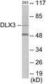 Western blot analysis of extracts from 293 cells, using DLX3 Antibody.