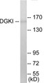 Western blot analysis of extracts from 293 cells, using DGKI Antibody.