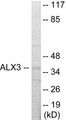 Western blot analysis of extracts from 293 cells, using ALX3 Antibody.