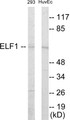 Western blot analysis of extracts from 293/HuvEc cells, using ELF1 Antibody.