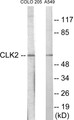 Western blot analysis of extracts from COLO205/A549 cells, using CLK2 Antibody. The lane on the right is treated with the synthesized peptide.