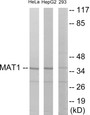 Western blot analysis of extracts from HeLa/HepG2/293 cells, using MAT1 Antibody. The lane on the right is treated with the synthesized peptide.