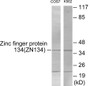 Western blot analysis of extracts from COS7/K562 cells, using ZNF134 Antibody. The lane on the right is treated with the synthesized peptide.
