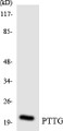 Western blot analysis of extracts from RAW264.7 cells, using PTTG Antibody.