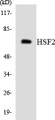 Western blot analysis of extracts from LOVO/A549 cells, using HSF2 Antibody. The lane on the right is treated with the synthesized peptide.