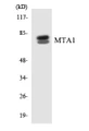 Western blot analysis of extracts from Jurkat cells, using MTA1 Antibody. The lane on the right is treated with the synthesized peptide.
